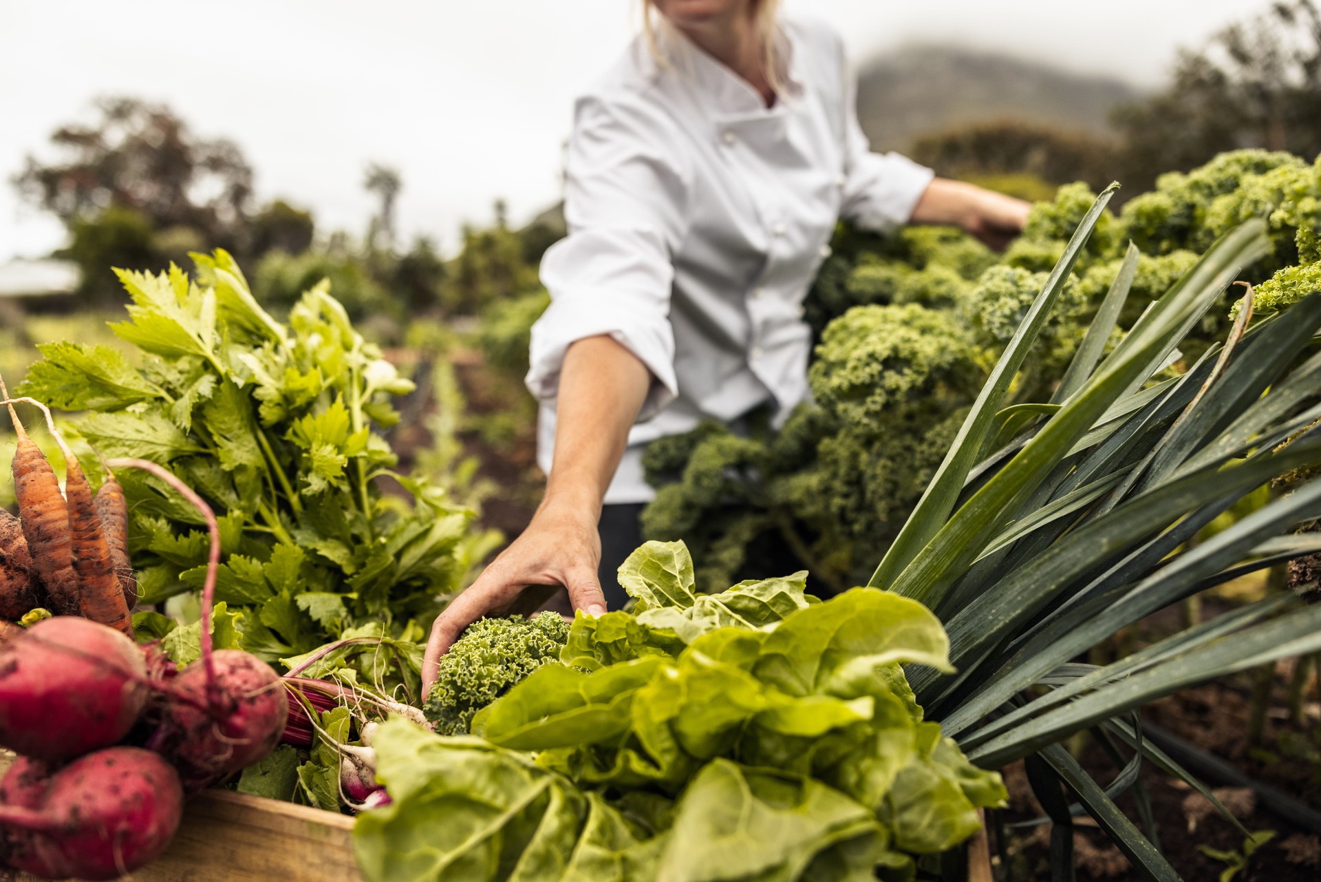 Chef gathering fresh vegetables on a farm