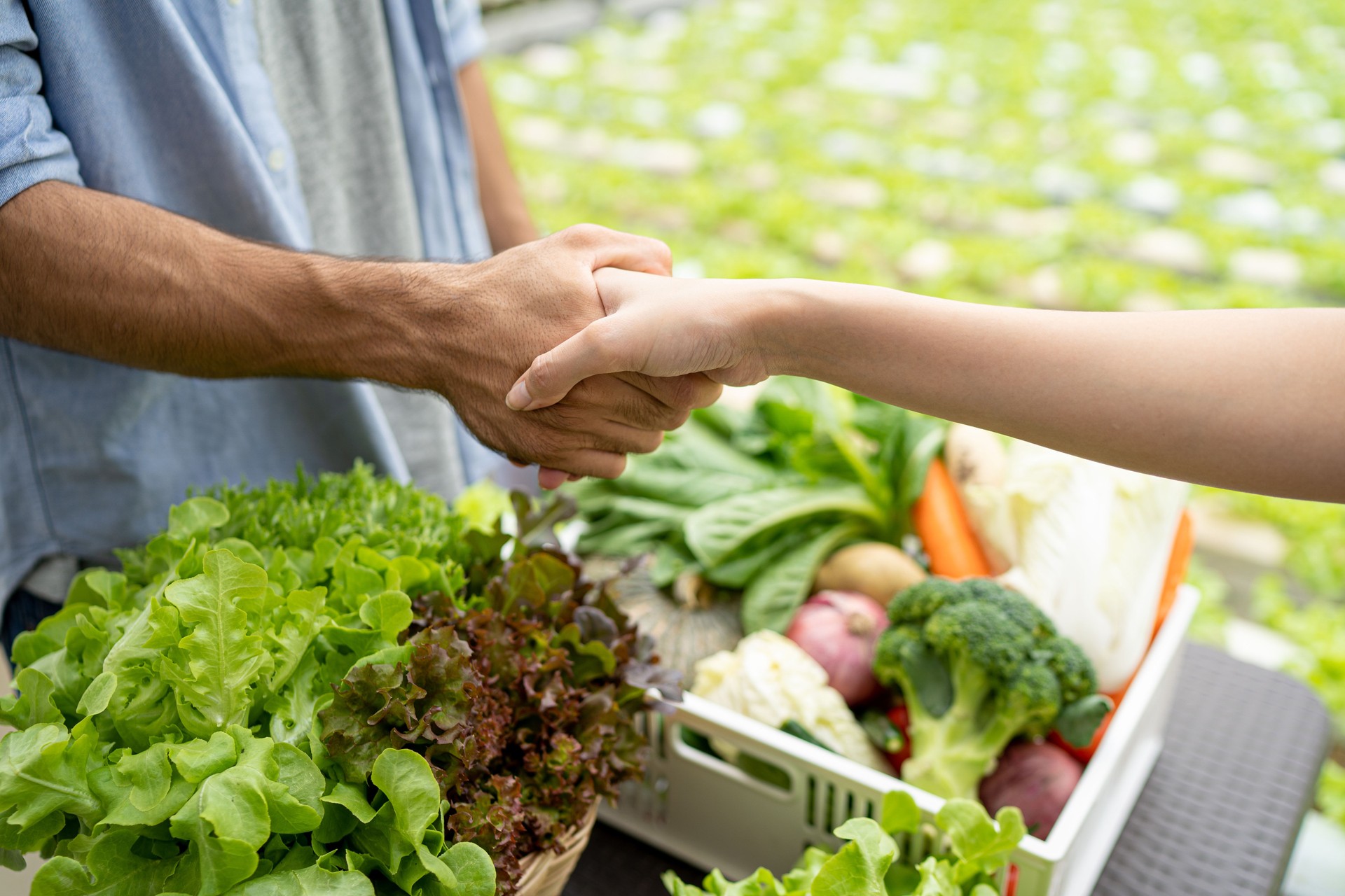 The owner of an organic vegetable farm talked with customers about the export business. Shake hands When successfully talking.